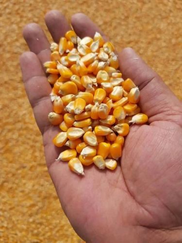Yellow Maize Seeds, Seed Type : Natural