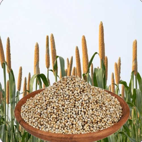 Dhanshakti Organic Pearl Millet for Cooking, Purity : 99%