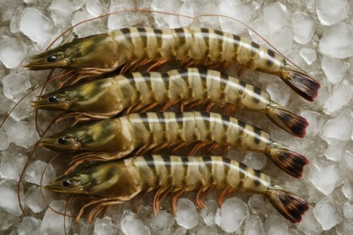 Whole Fresh Prawns Frozen, Freezing Process : Cold Storage