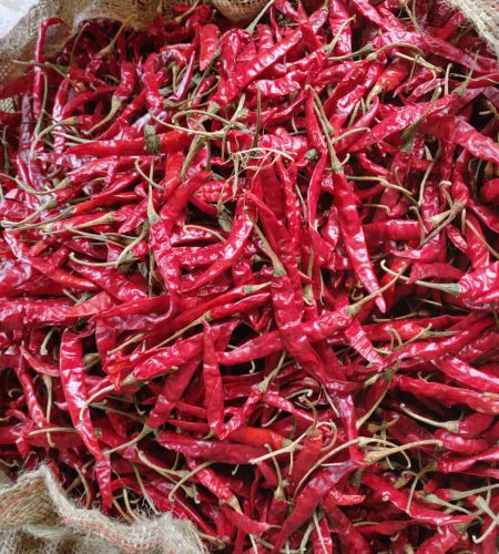 Grd line's Organic Dried Red Chili, Packaging Size : 25Kg, 50Kg