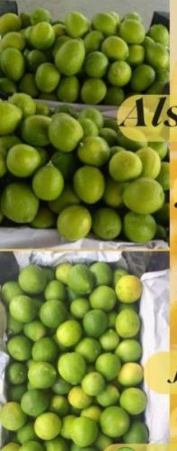 Natural Fresh Lemons, Packaging Size : standard export carton
