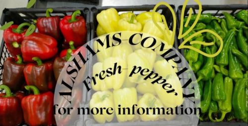 Red yellow green Fresh Pepper, Packaging Size : 5Kg Carton