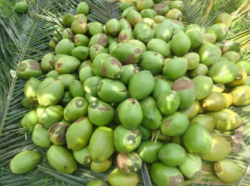 Whole Soft Organic Fresh Tender Coconuts For Medicines, Cosmetics, Cooking