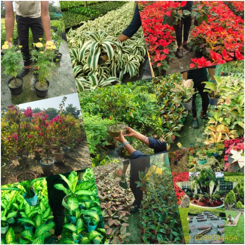 Korean Carpet Grass, Color : Green