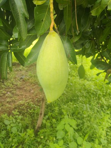 Green Natural Mango Fruit, Packaging Size : 20Kg
