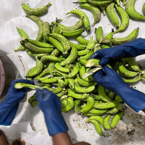 Organic Raw Green Banana with Peel Powder