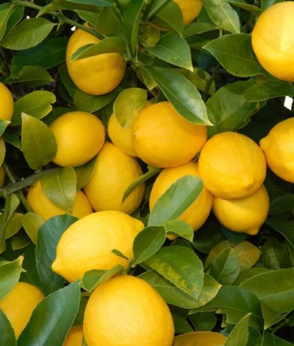 Organic Fresh Seedless Lemon, Packaging Size : 25kg