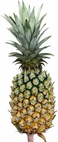 A Grade Fresh Pineapple, Packaging Type : Cardboard Boxes for Smoothies