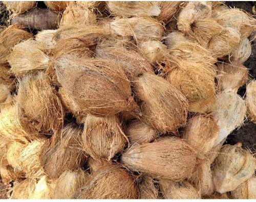 Solid A Grade Semi Husked Coconut, Color : Brown