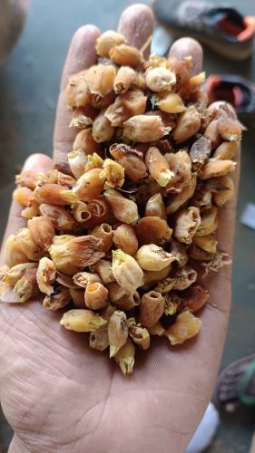 Mahua Phool, Color : White, Packaging Type : Bulk