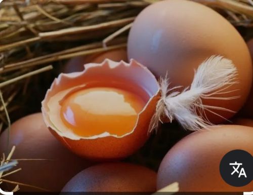 Kadaknath Egg, Color : Light Brown, Packaging Type : Tray