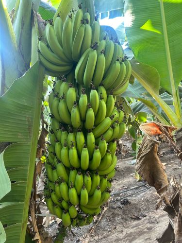 Fresh Banana, Packaging Type : Box