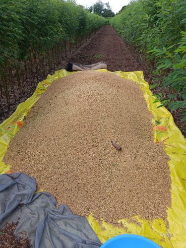 Organic Soyabean, Color : Yellow