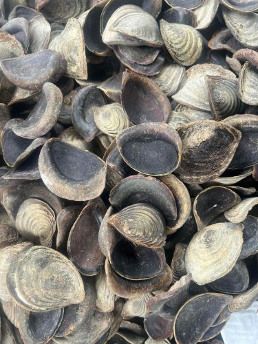 Murex Operculum Brown Oynecha Shell 3cm, Packaging Type : Loose