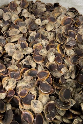Brown Onycha Operculum Seashell 3 Cm (L)