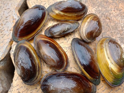 Oval Natural River Shell 3 Inch, Packaging Type : Loose