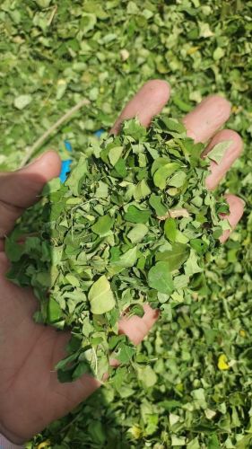 Conventional Moringa Leaf for Medicine, Cosmetics