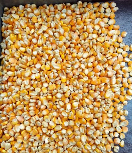 Hadoti Yellow Maize Seeds, Speciality : High In Protein
