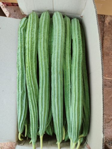 Green Ridge Gourd, Cultivation Type : Natural