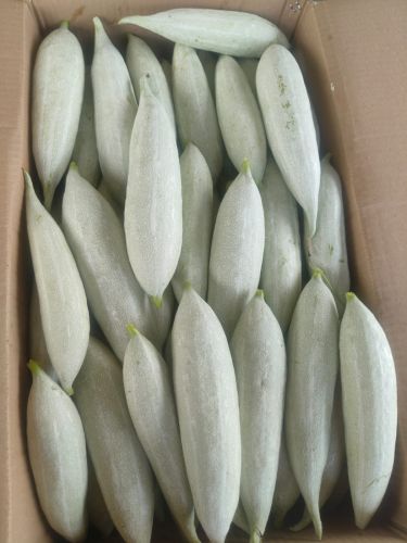 Snake Gourd