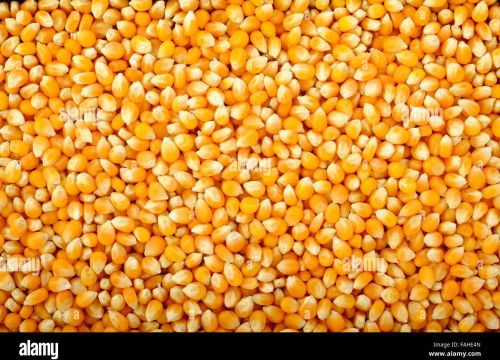 Natural Yellow Corn, Packaging Size : 25kg, 50Kg