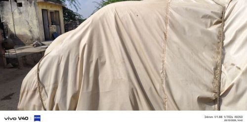 Palak Seed, Color : Brown, Dark Green