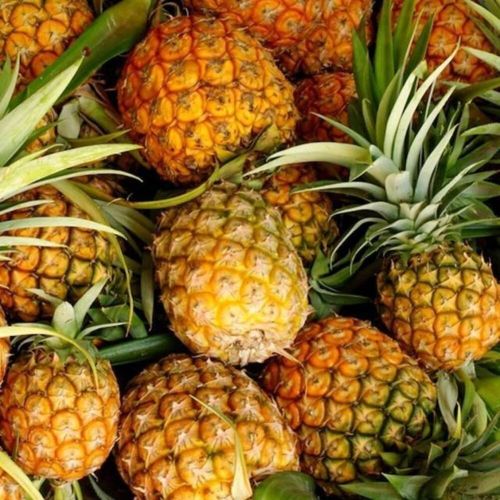 Fresh Sweet Pineapples, Color : Golden Yellow With Green Crown
