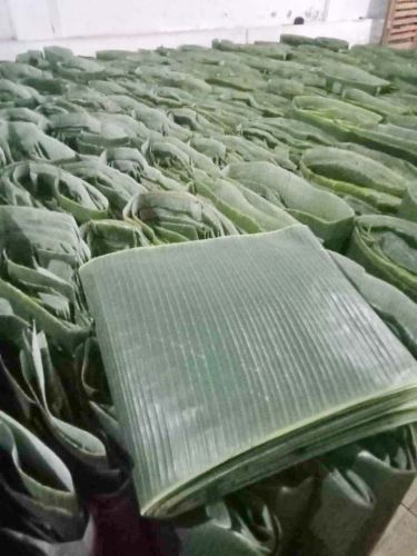 Organic Banana Leaf, Color : Light Green for Making Disposable Items