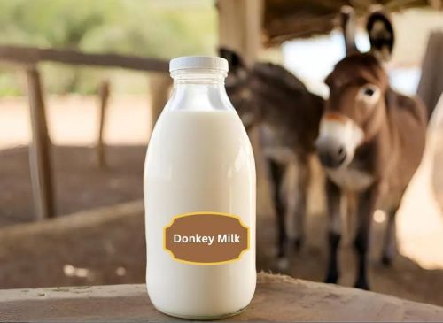 Fresh Donkey Milk, Color : White, Packaging Size : 500ml & 1000 Ml
