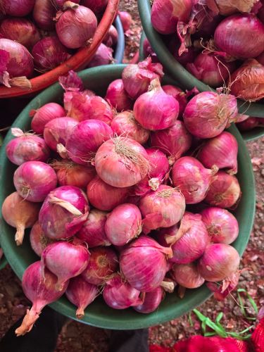 Red Onions, Cultivation Type : Natural Gunny Bag