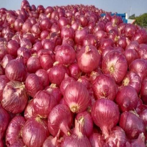 Fresh Red Onion, Cultivation Type : Organic for Cooking