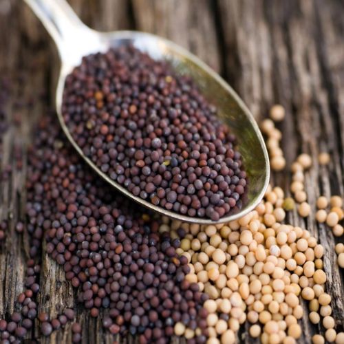 Organic Mustard Seeds Food Grade for Cooking