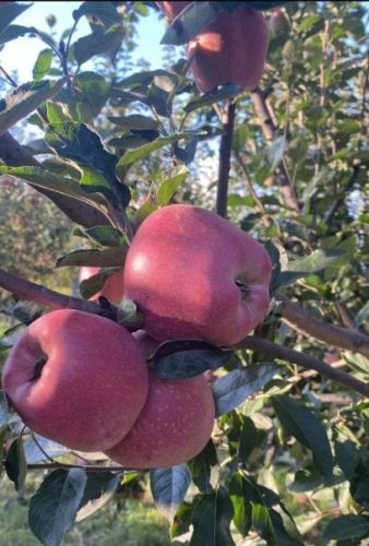 Natural A Grade Kashmiri Apple, Packaging Size : 25-50kg
