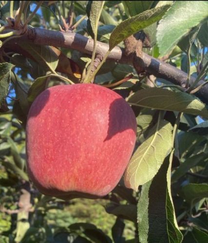 Natural B Grade Kashmiri Apple, Packaging Size : 25-50kg