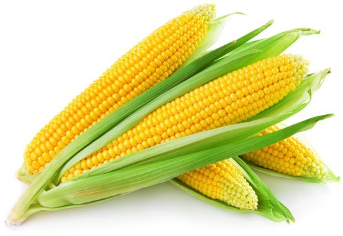Yellow Sweet Corn COB, Packaging Size : 5-25kg Net Bag