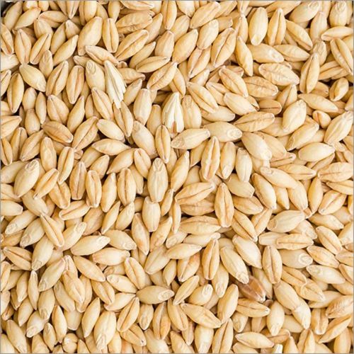 Organic Brown Barley Seeds, Seed Type : Natural for Food Processing