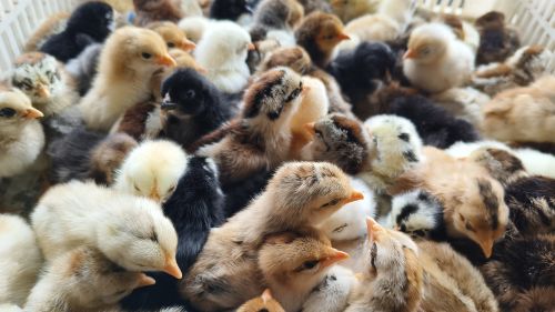 Pure Desi Chicks, Color : Brown, Packaging Type : Corrugated Boxes