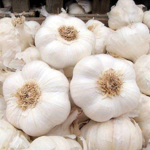 Organic Fresh White Garlic, Packaging Type : Gunny Bags for Cooking
