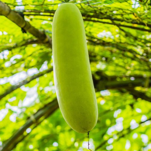 Green Fresh Ash Gourd, Packaging Size : 5-25kg Gunny Bag for Cooking