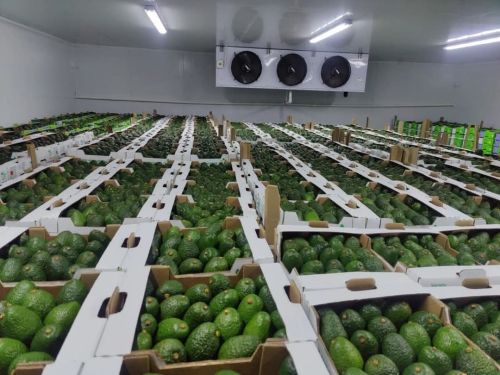 Fresh Avocado, Packaging Size : 5kg, 10kg, 15kg, 20kg