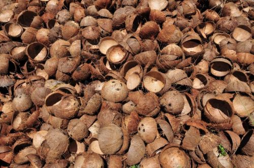 Coconut Shell Dried for Industrial