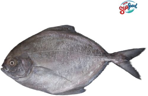 Fresh Black Pomfret Fish for Human Consumption