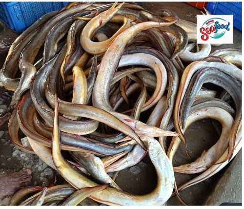 Fresh Eel Fish, Color : Grey, Packaging Type : Vaccum Packed