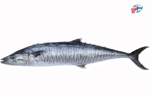 Fresh King Fish, Freezing Process : Cold Storage