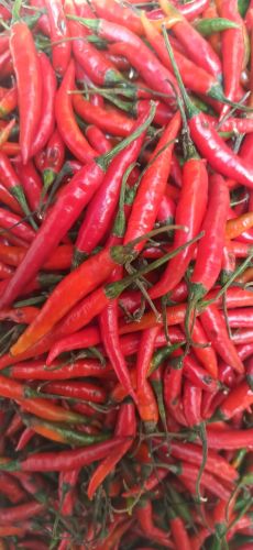 Fresh Red Chilli Varies, Taste : Spicy, Pungent