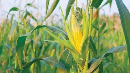 Green Sweet Corn, Packaging Size : 50kg Net Bag