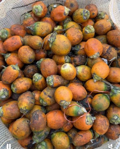 Whole Red Betel Nuts for Human Consumption, Packaging Size : 25-50kg