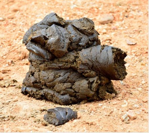 Wet Cow Dung For Fertilizer, Soil Conditioner, Biogas Production