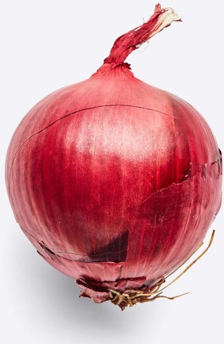Fresh Red Onion, Packaging Type : Loose Or Mesh Bags