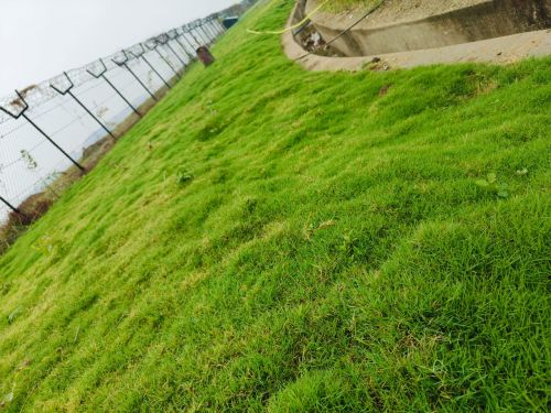 Natural Selection Grass Dried, Wet, Length : 0-10 Cms, 10-20 Cms